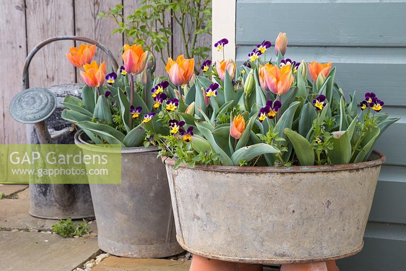 Viola tricolor and Tulipa 'Orange Princess' planted in galvanized steel basins