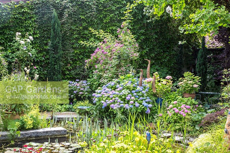 In a pottery maker's garden, decorative ceramic birds show up between Hydrangea planting, in the foreground, natural styled bog zone with ceramic kingfisher. Wall covered with Japanese ivy, Rosa 'Veilchenblau', Hippuris, Hydrangea macrophylla 'Endless Summer'
