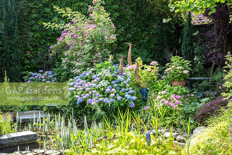 In a pottery maker's garden, decorative ceramic birds show up between Hydrangea planting. Natural styled bog zone with ceramic kingfisher, wall covered with Japanese ivy, Rosa 'Veilchenblau', Hippuris and Hydrangea macrophylla 'Endless Summer'