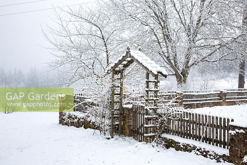 Farmer's garden with wooden fence and rose arch in winter, Juglans regia