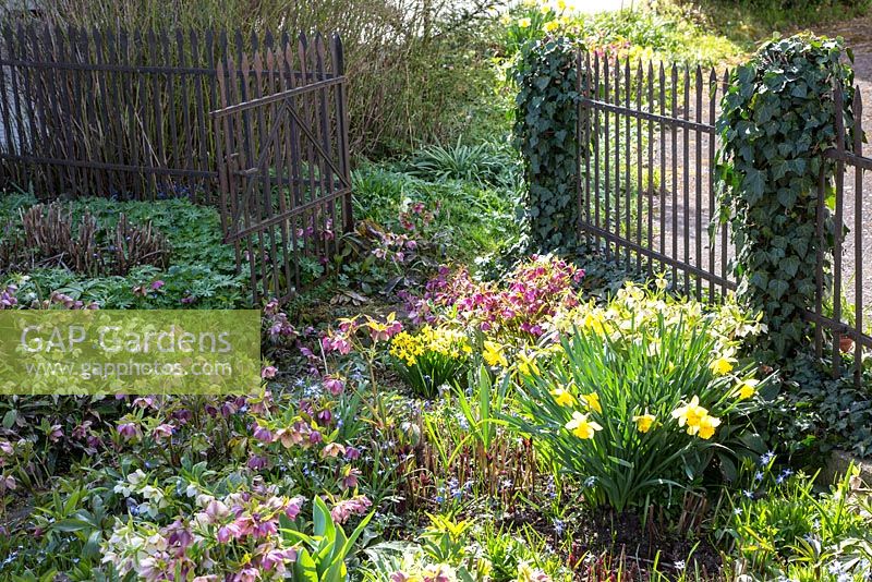 Spring scene with Helleborus next to antique metal garden fence and gate covered with ivy, Chionodoxa luciliae, Hedera helix, Helleborus orientalis and Narcissus