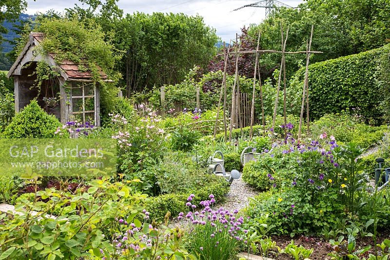 Romantic garden with winding gravel paths, box hedges, an arbour and wooden frame for runner beans. Plants include: Allium schoenoprasum, Aquilegia, Buxus and Fagus sylvatica