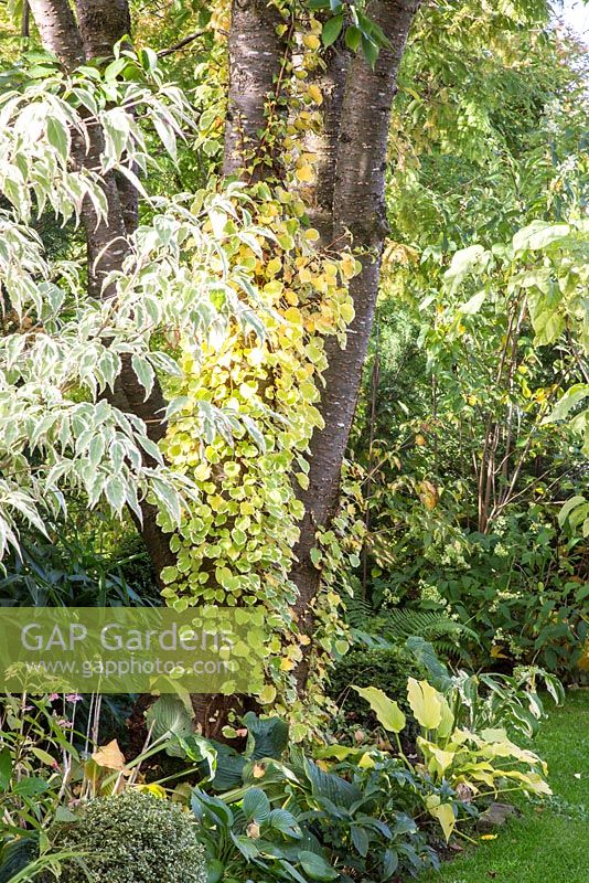 Tree trunks with climber in early autumn, plants are Cornus kousa, Hosta sieboldiana, Hydrangea petiolaris 'Miranda' and Prunus serrulata 'Kanzan'