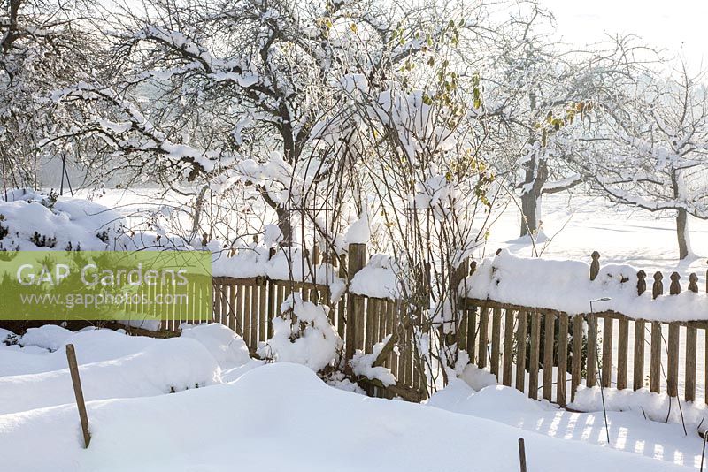Snow covered orchard and farmer's garden with rose arch and wooden picket fence