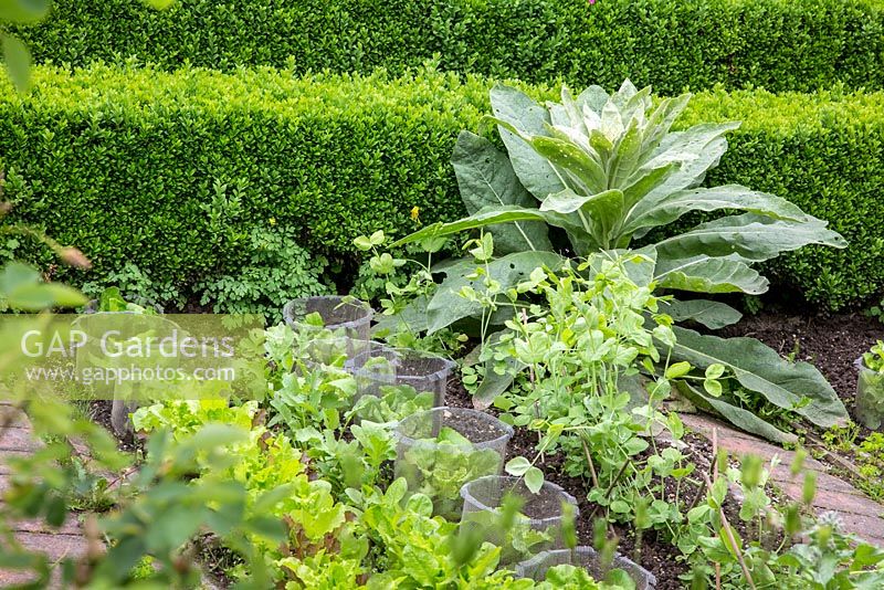 Vegetable patch with clipped box hedge and rows of salads and peas protected with metal netting against slugs