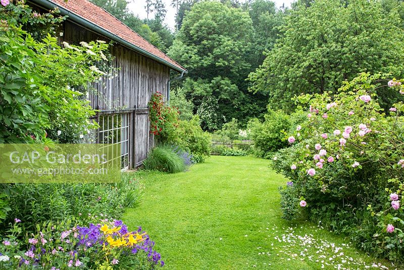Informal garden with historic timber farmhouse. Planting includes Rosa 'Constance Spry', 'Direktor Benshop', 'Flammentanz', Alchemilla mollis, Aquilegia, Geranium magnificum, Hemerocallis.