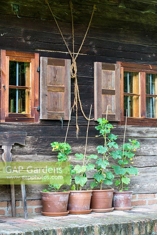 Cucumbers in terracotta pots in front of a typical Bavarian wooden farmhouse 
