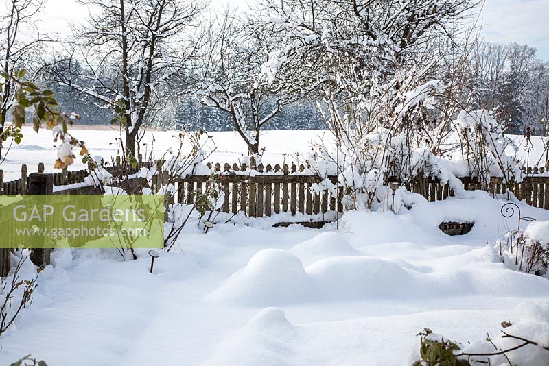 Winter in a farmer's garden with wooden picket fence and an orchard
