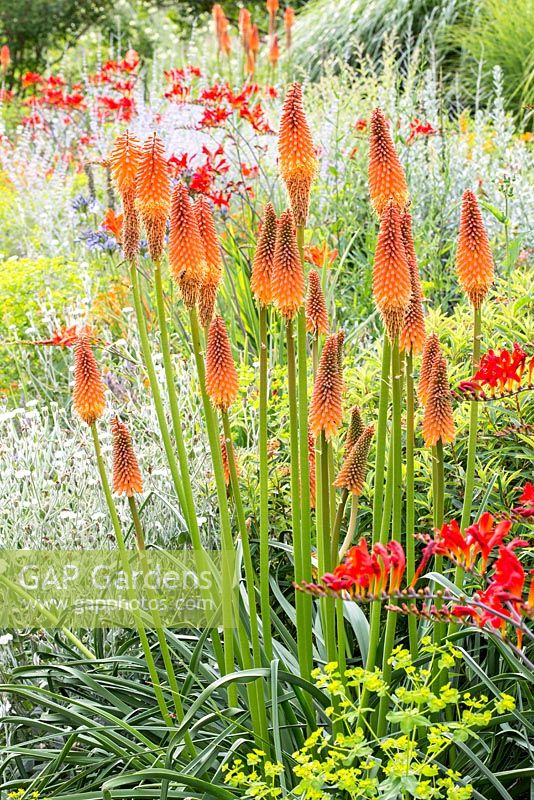 Detail from the Kniphofia slope at the Weihenstephan Trial Garden, Kniphofia  'Alcazar'