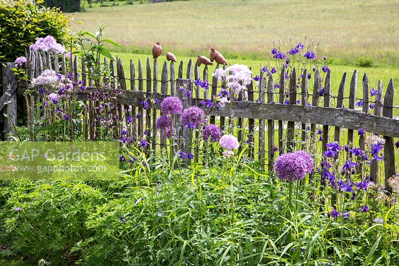 Chestnut fence with fancy ceramic animals and a planting with Allium, Aquilegia vulgaris, Thalictrum aquilegifolium