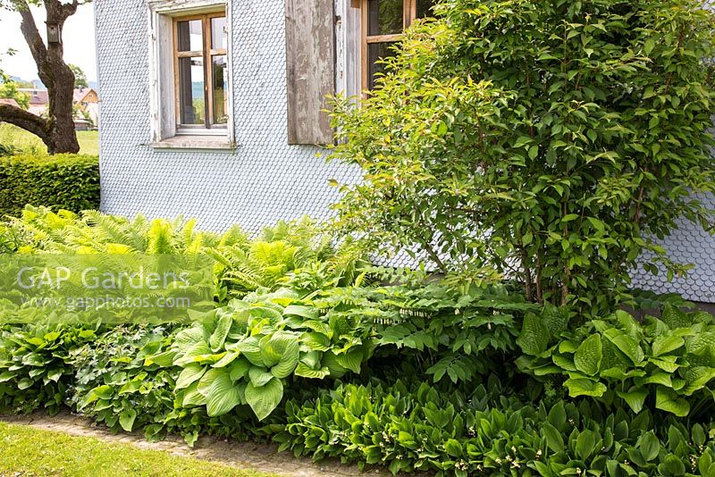 The shade exposed front of a clapboard house with Convallaria majalis, Hosta, Polygonatum and Viburnum