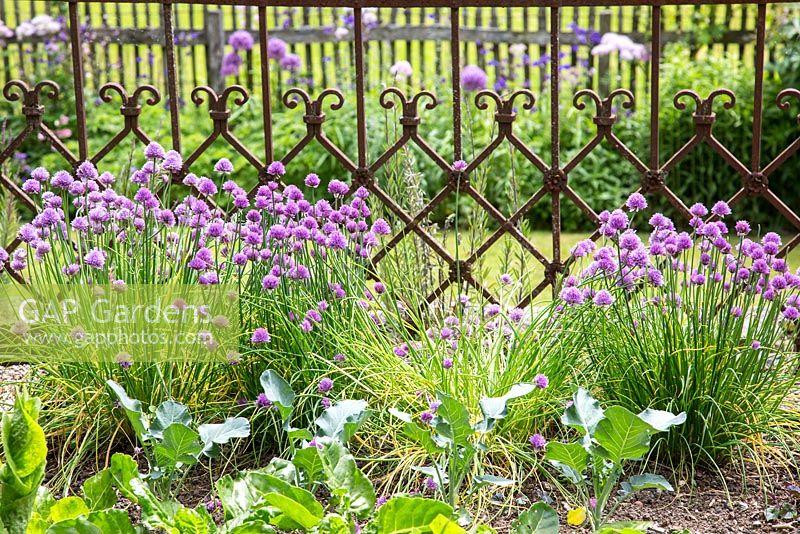 Allium schoenoprasum  - Chives next to antique cast iron garden fence