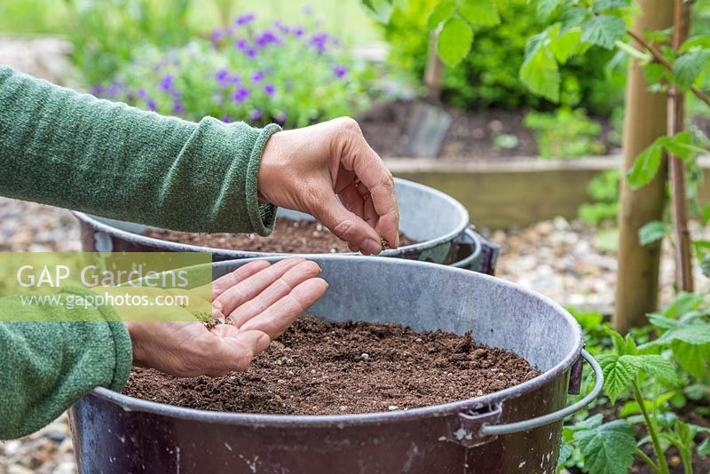 Sowing Chard 'Pot of Gold' seeds into rustic firebucket