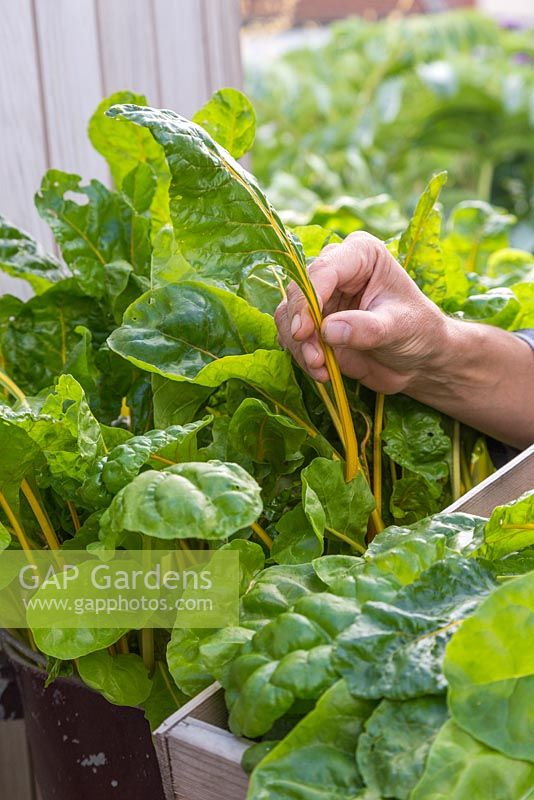 Harvesting leaves from Chard 'Pot of Gold'