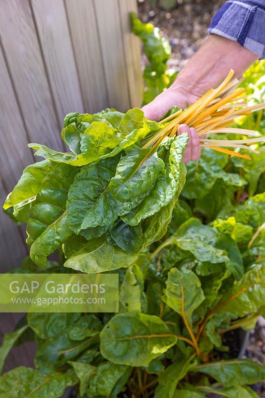 Holding bunch of Chard 'Pot of Gold' leaves