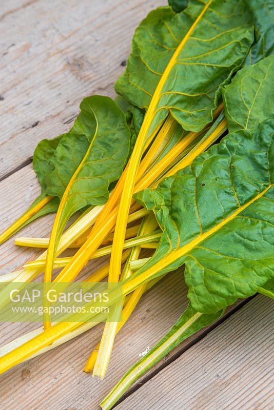 Chard 'Pot of Gold' leaves on wooden surface