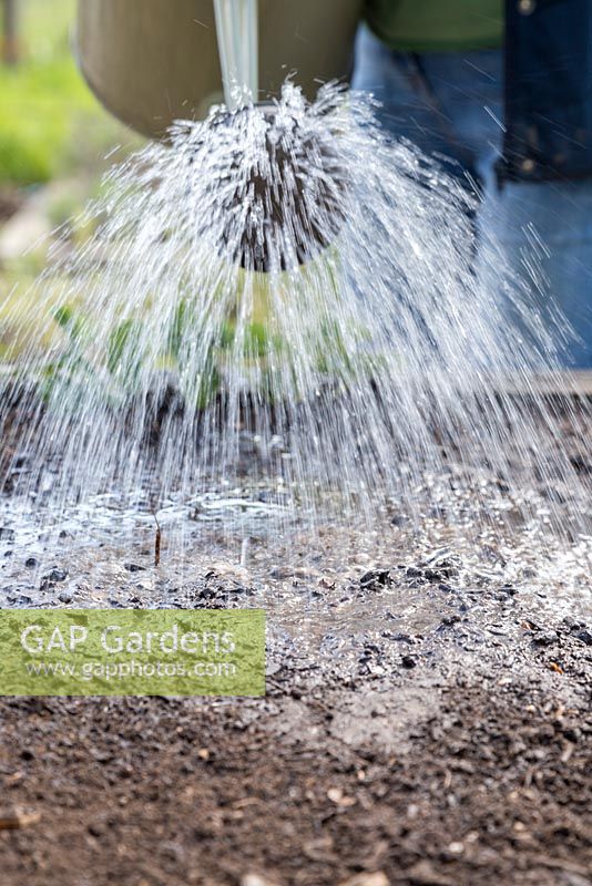 Watering freshly sown Mache 'Big Seeded' - Valerianella Locusta seeds