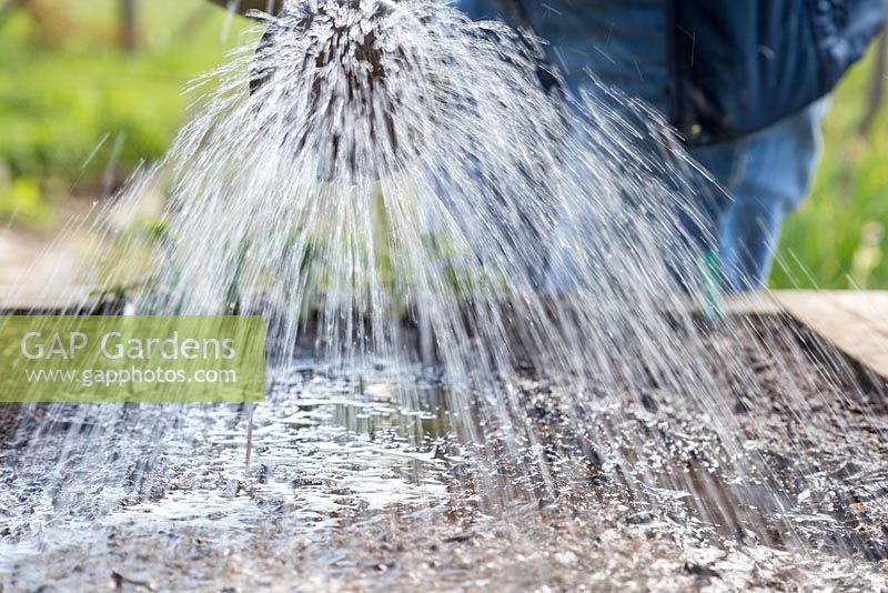 Watering freshly sown Mache 'Big Seeded' - Valerianella Locusta seeds