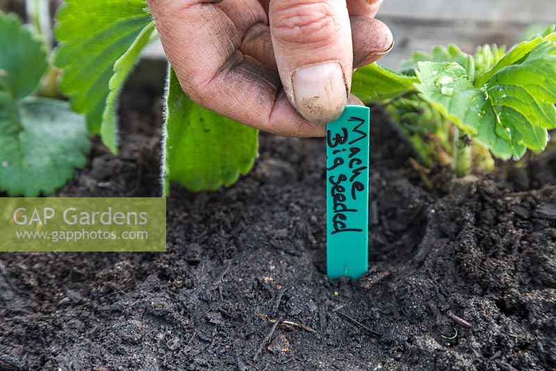 Adding plant label to Mache 'Big Seeded' - Valerianella Locusta