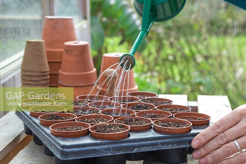 Watering Sweetcorn 'Minipop' F1 Hybrid - Zea mays var. rugosa seeds
