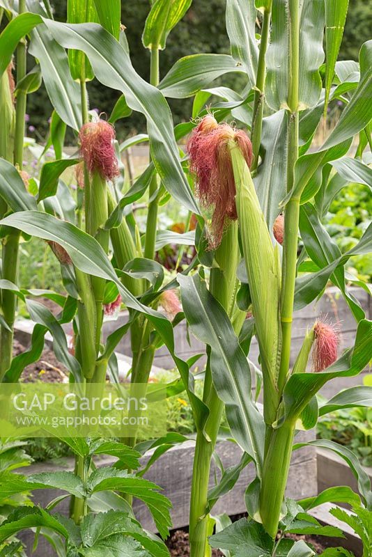 Sweetcorn 'Minipop' F1 Hybrid - Zea mays var. rugosa ripening in vegetable bed