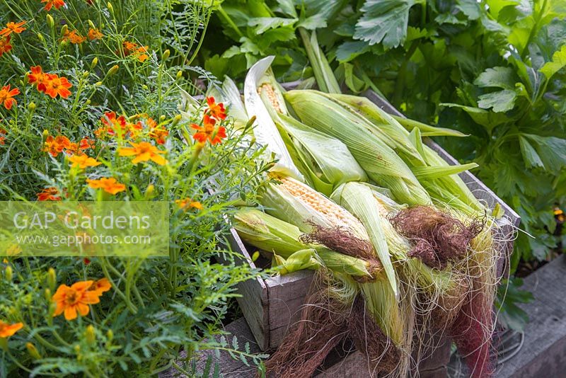 Harvested Sweetcorn 'Minipop' F1 Hybrid - Zea mays var. rugosa, with peeled husks showing rows of kernels