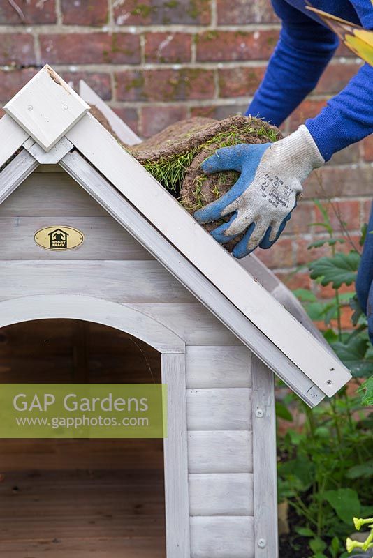 Woman unrolling garden lawn turf upside down onto roof of a dog kennel