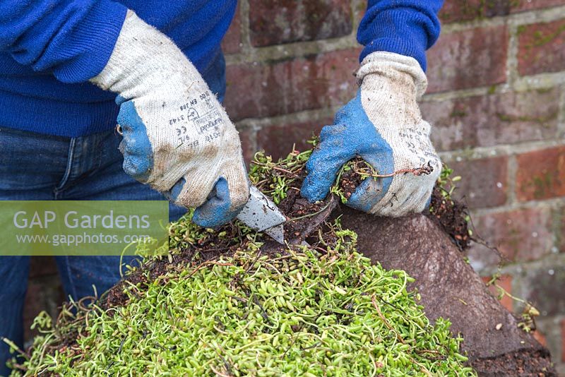 Using a stanley knife to cut off any excess sedum matting