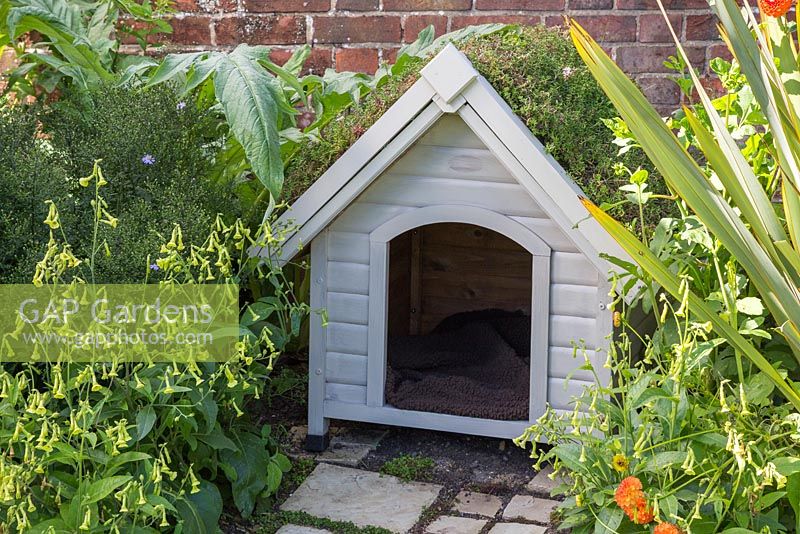 A dog kennel with a green living roof created using sedum matting, complete with a York stone path featuring Soleirolia soleirolii syn. Helxine soleirolii
