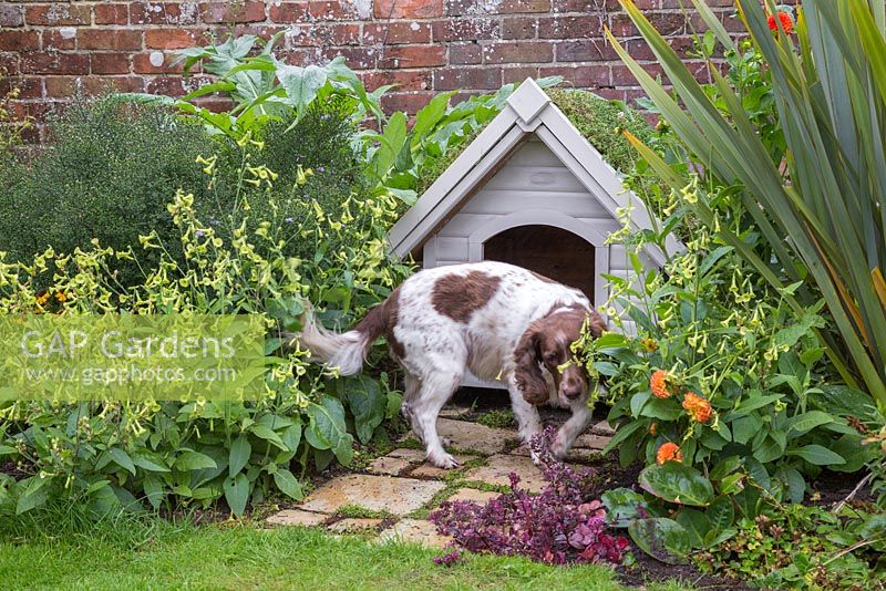 Pet dog next to kennel with a green living roof created using sedum matting.  York stone path featuring Soleirolia soleirolii syn. Helxine soleirolii
