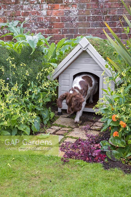 Pet dog coming out of kennel with a green living roof created using sedum matting. York stone path planted with Soleirolia soleirolii syn. Helxine soleirolii