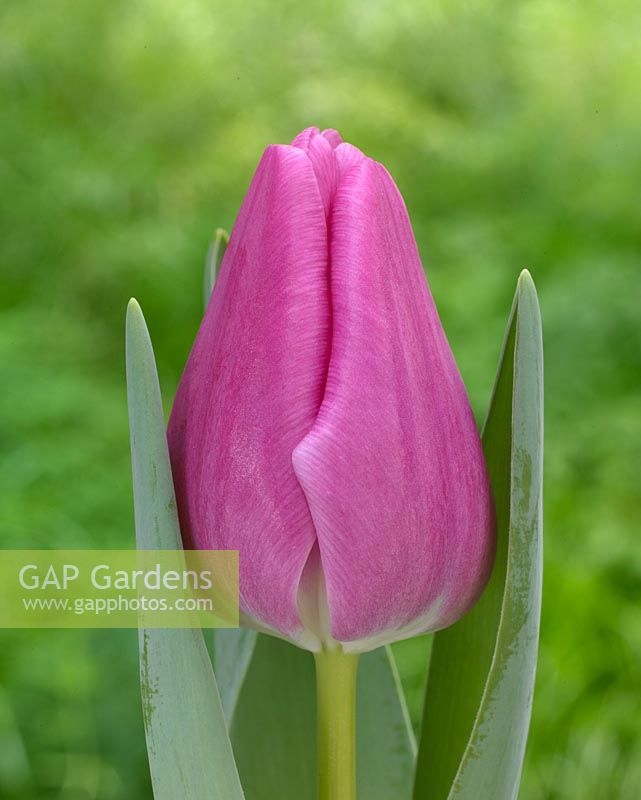 Tulipa 'Leo Visser donker zwarte meel'.