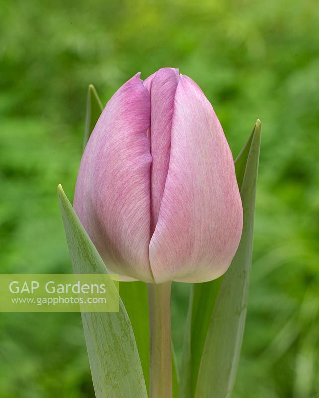 Tulipa Debutante lichtroze paars