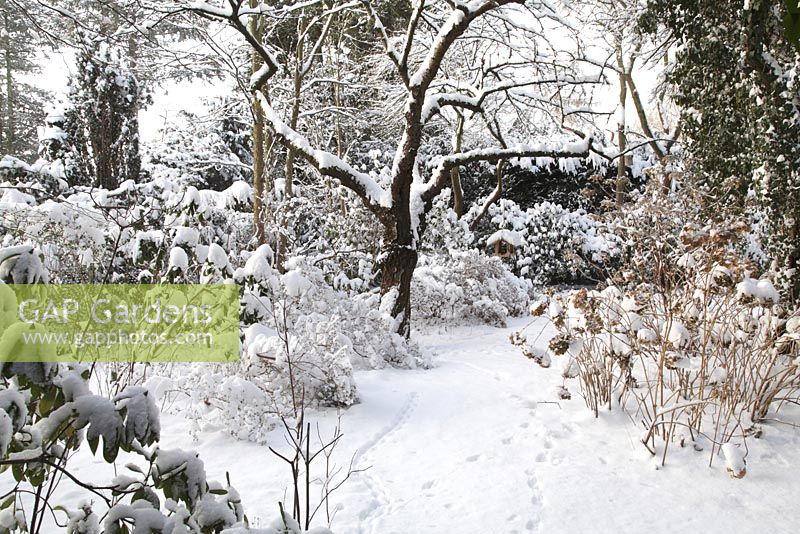 Groups of rhododendrons, azaleas, hydrangeas - Hydrangea macophylla and an old cherry tree form a winter silhoutte next to lawn - Welsch Garden, Berlin, Germany
