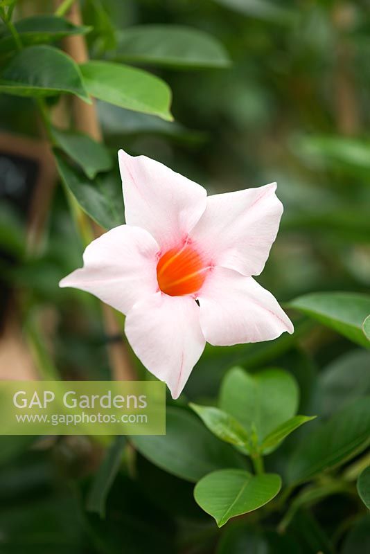 Mandevilla cream pink - brazilian jasmine