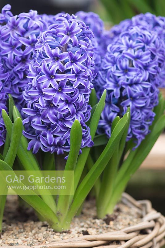 Hyacinthus orientalis 'Blue Jacket'- Dutch Hyacinth 