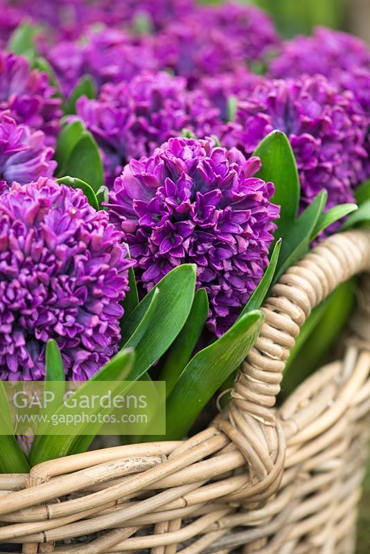 Hyacinthus orientalis 'Miss Saigon' - Dutch Hyacinth 