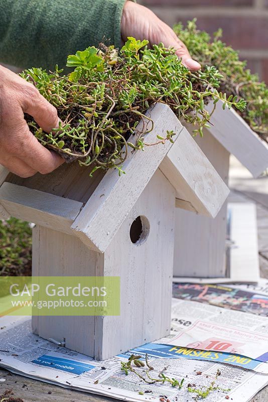 Cut Sedum matting to fit perfectly inside the roof of your bird house