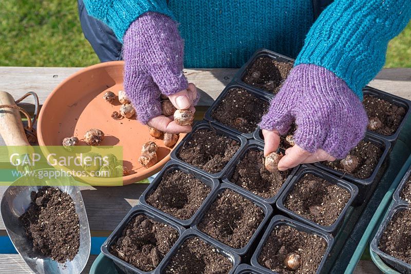 Planting Montbretia 'George Davison' - Crocosmia crocosmiiflora bulbs into individual pots of compost