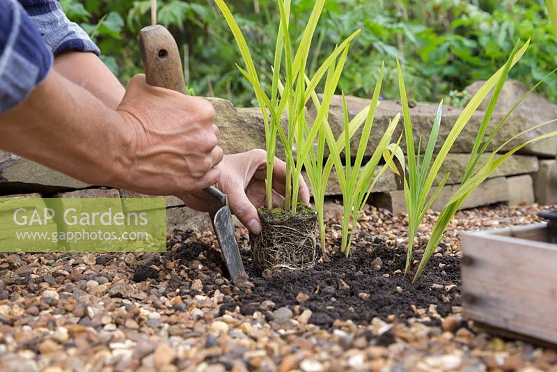 Planting out Montbretia 'George Davison' - Crocosmia crocosmiiflora into a gravel garden