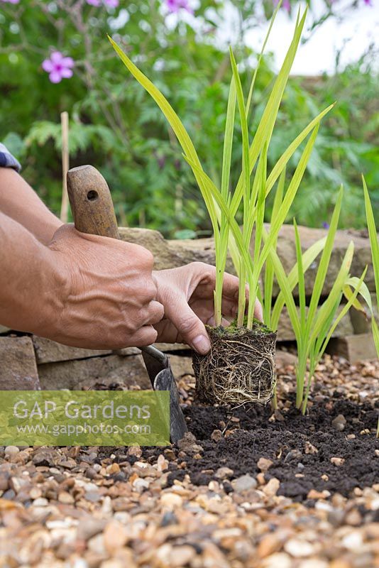 Planting out Montbretia 'George Davison' - Crocosmia x crocosmiiflora into a gravel garden