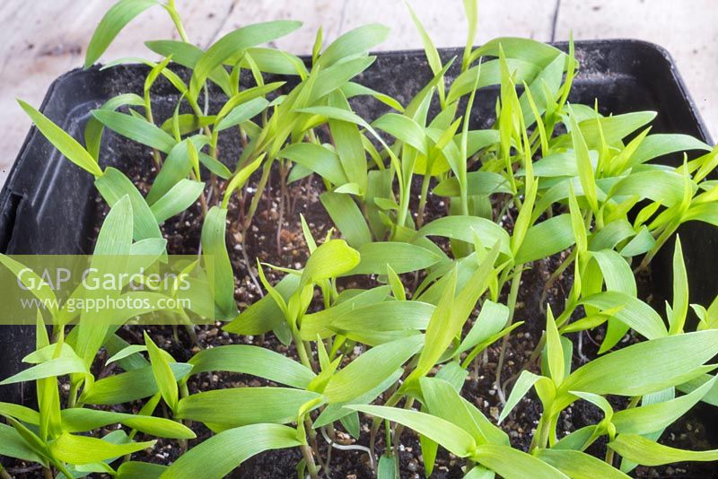 Growth development of Setaria italica 'Lowlander' seedlings