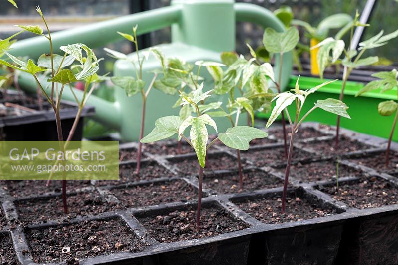 Growth development of Mina lobata seedlings