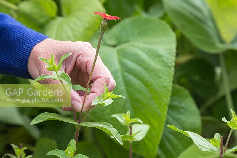 Pinching out the tips of Zinnia tenuifolia 'Red Spider' to encourage growth and yield