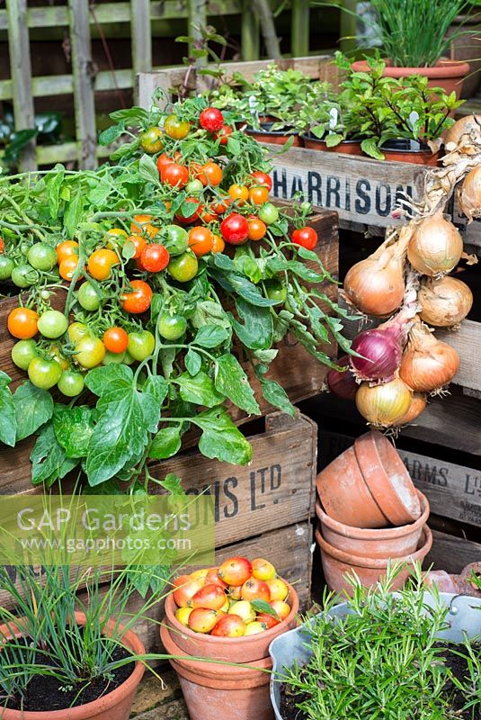 Garden corner with tomatoes, outdoor type, 'Tumbling Red', displayed in vintage wooden crates with string of maincrop onions,