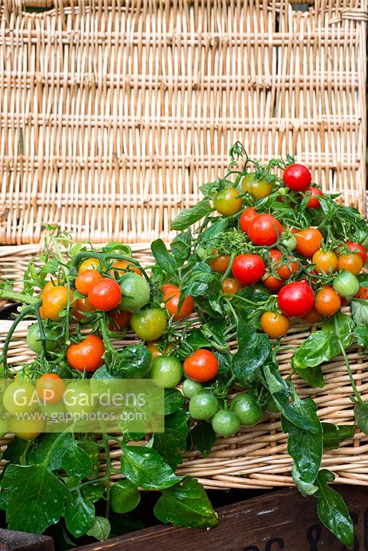 Tomatoes, outdoor type, 'Tumbling Red', displayed in traditonal wicker hamper