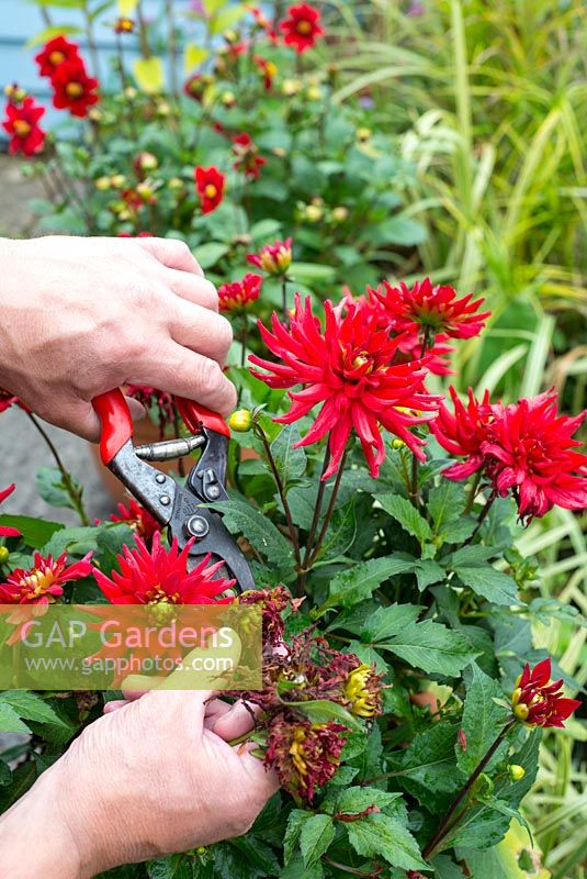 Male gardener dead heading pot grown Dahlias, 'Red Pygmy'
