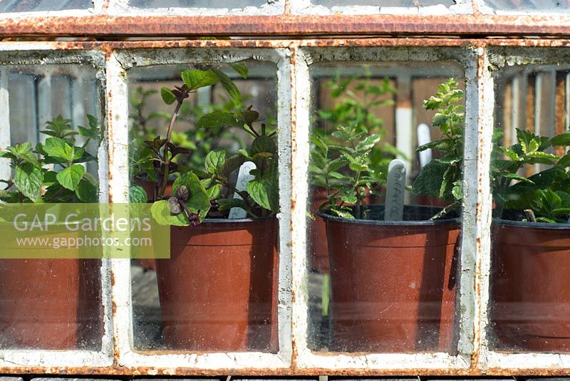 Various varieties of mint cuttings, in plastic pots under victorian cloche.