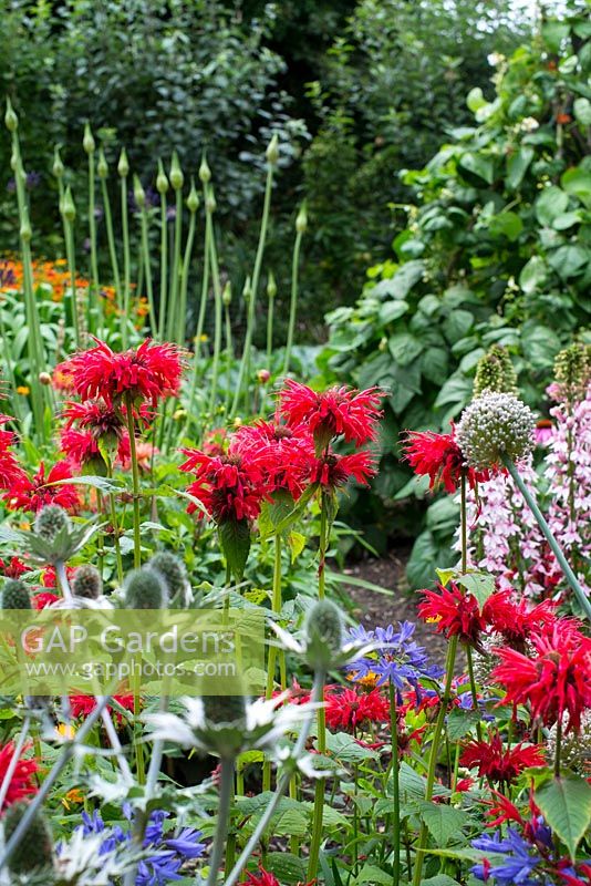 Mixed flower and vegetable garden with Monarda 'Gardenview Scarlet' and runner bean wigwam.