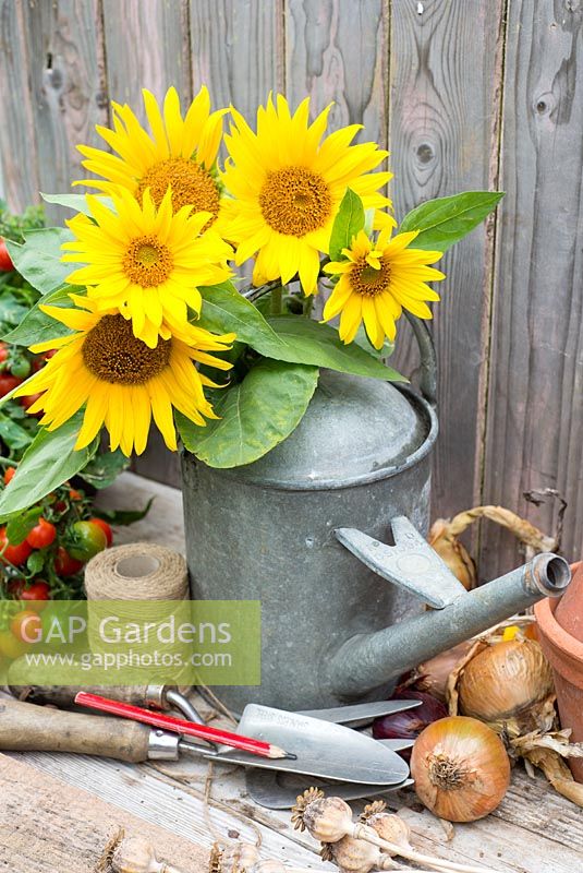 Sunflowers, cut and arranged in vintage metal watering can.